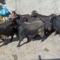 قصابی گوشت ارزان ودام زنده گوساله،شیشک،بز،تی،|حیوانات مزرعه|پلدختر, |دیوار