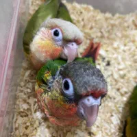 دو عدد جوجه گیرینچیک