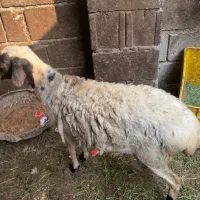 بره|حیوانات مزرعه|قشم, |دیوار