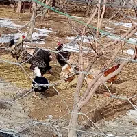 بوقلمون گوشتی و تخم گذار