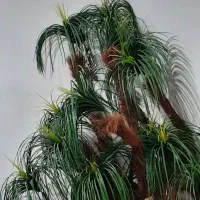 درخچه
