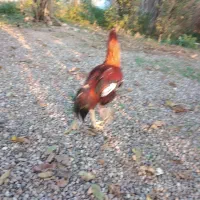 خروس و مرغ لاری|حیوانات مزرعه|توتکابن, |دیوار