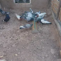 کفتر.