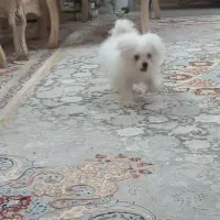 سگ پا کوتا