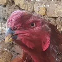 خروس و جوجه لاری|حیوانات مزرعه|زنجانرود, |دیوار