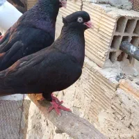 سیاه ابادان|پرنده|بندر ماهشهر, |دیوار