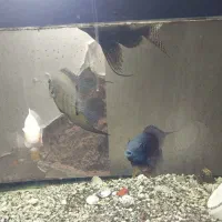 کت وارونه|ماهی|پاکدشت, خاتون آباد|دیوار