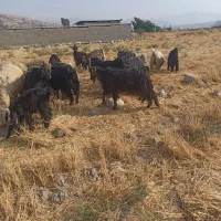 ۹راس سالار بز درجه یک داشتی