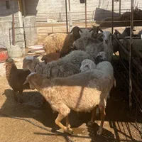 فروش دام زنده با قیمت استثنایی