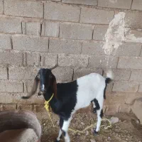 بز افغانی سالم و سرحال|حیوانات مزرعه|شوش, |دیوار