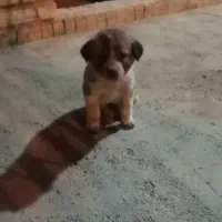 توله ماده سراب معاوضه