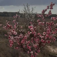 2500-متر-باغ