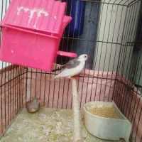 فنج پرنده جفت