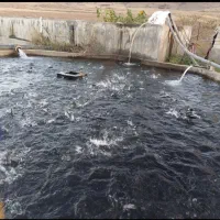 ماهی قزل آلا ۱۰۰ گرم اسپانیا