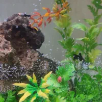 آکواریوم نو سالم|ماهی|خمینی‌شهر, |دیوار