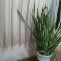 گل سانسوریا