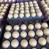 استخدام نیروی کار و راننده در دفتر پخش تخم مرغ