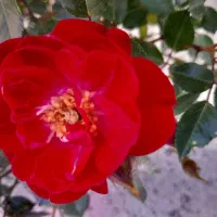 فروش منزل مسکونی در روستای سراب