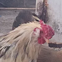 پرنده گلین|حیوانات مزرعه|قم, نیروگاه|دیوار