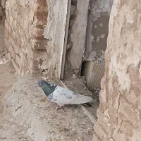 کبوتر کله دار