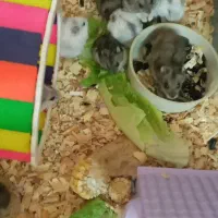 همسترهای اهلی|موش و خرگوش|تبریز, |دیوار