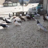 دسه کفتر رنگی|پرنده|ارژن, |دیوار