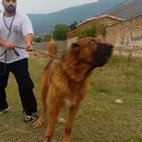 عقاب غول افغانی از معتبرترین نسل با استعلام|سگ|تهران, زعفرانیه|دیوار