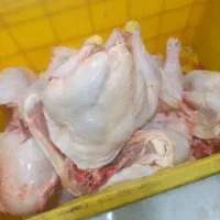 ران مرغ شمال