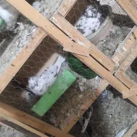 کفتر|پرنده|رباط‌کریم, رباط‌کریم|دیوار