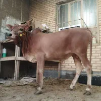 گاو یا گوساله نر بشرط چاق چاق