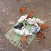 نیمچه گلپایگانی کاکلی و نیمچه اردک پکنی