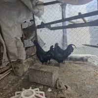 خروس سیاه،سمامی و محلی