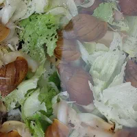 فروش حلزون