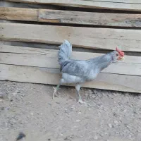 تخم مرغ نطفه دار گلین طوسی فول کیفیت|حیوانات مزرعه|اصفهان, نیروگاه|دیوار