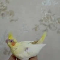 جوجه عروس هلندی سرلاکی|پرنده|بندر ماهشهر, |دیوار