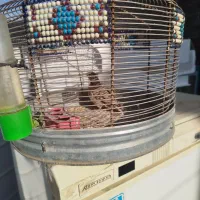 سهره خاکی|پرنده|شیراز, سلطان آباد|دیوار