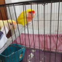 طوطی برزیلی طوطی کوتوله زرد|پرنده|نسیم‌شهر, |دیوار