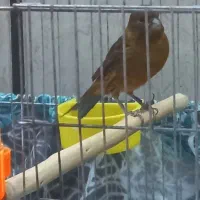 قناری نر سوخته