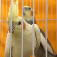 جفت عروس هلندی جوان