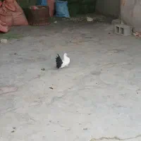 طوقی پلاکی درپرنده|پرنده|مرودشت, رودبال|دیوار