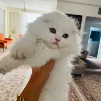 گربه خانگی|گربه|کرمان, |دیوار