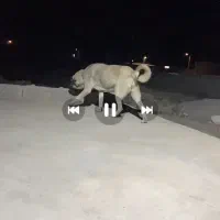 ماده عراقی دم فهل|سگ|مشگین شهر, |دیوار