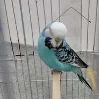 مرغ عشق انگلیسی ماده|پرنده|بابلسر, |دیوار