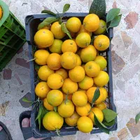 فروش نارنگی وپرتقال تازه چین وشیرین به مقدار محدود|خوردنی و آشامیدنی|واجارگاه, |دیوار