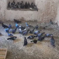 کبوترسبز پولکی به شرط