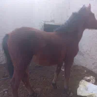 اسب|اسب و تجهیزات اسب‌سواری|کمیجان, |دیوار