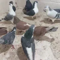 کبوتر دزدیده|حیوانات|مشهد, سلام|دیوار