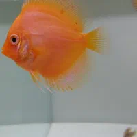 واگذاری گله ۶ تایی دیسکس|ماهی|مشهد, ایوان|دیوار