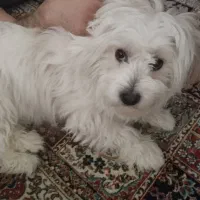 واگذاری سگ|سگ|پردیس, فاز ۲|دیوار