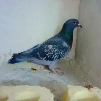 کبوتر پلاکی|پرنده|شیراز, کاراندیش|دیوار